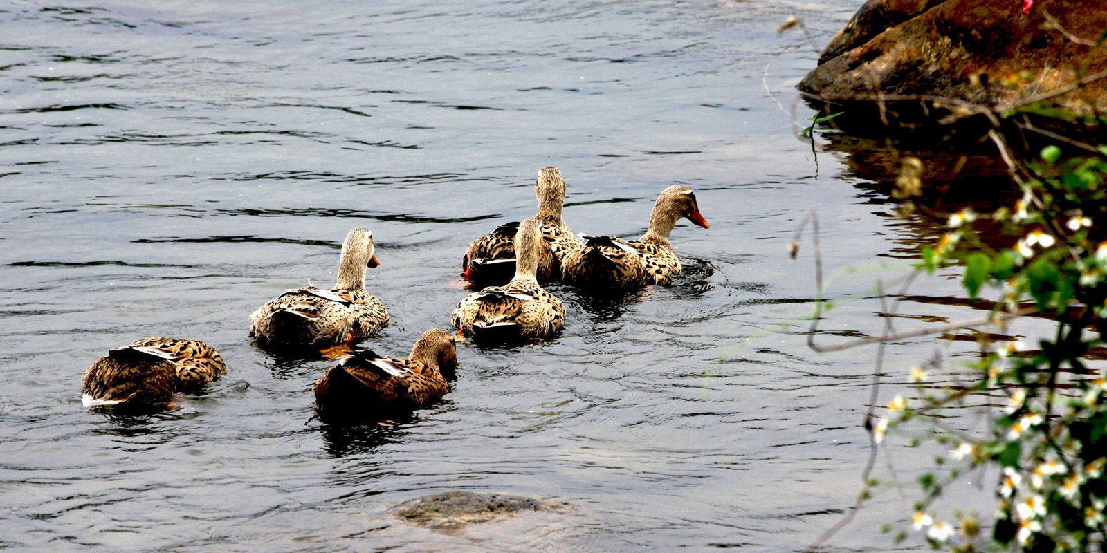 Đàn vịt bầu bản địa bơi trên mặt nước suối Tuyên Quang